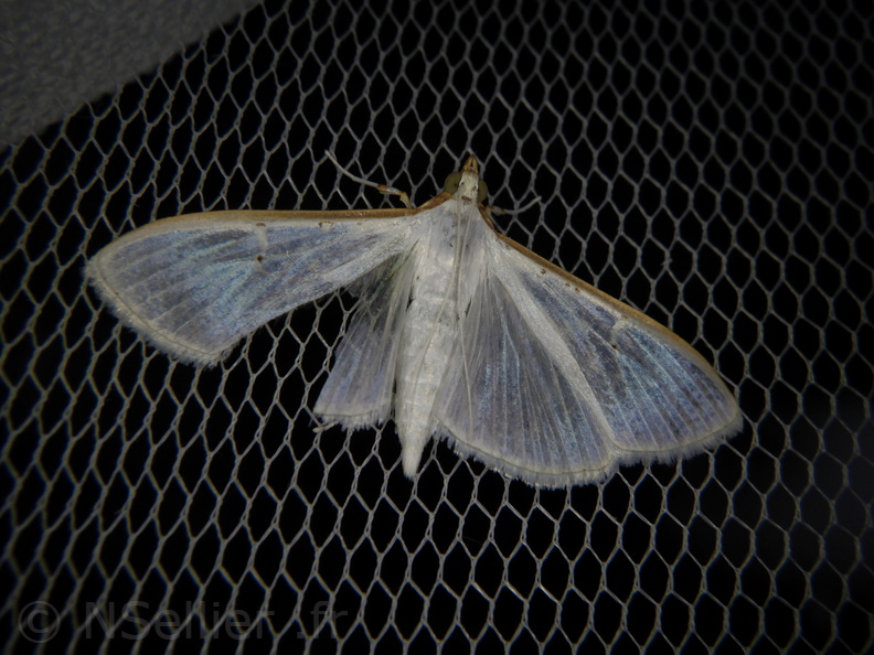 Chasse Aux Papillons - Palaja - 21-08-2020 - Palpita vitrealis (91).JPG