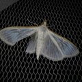 Palpita vitrealis