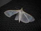 Palpita vitrealis