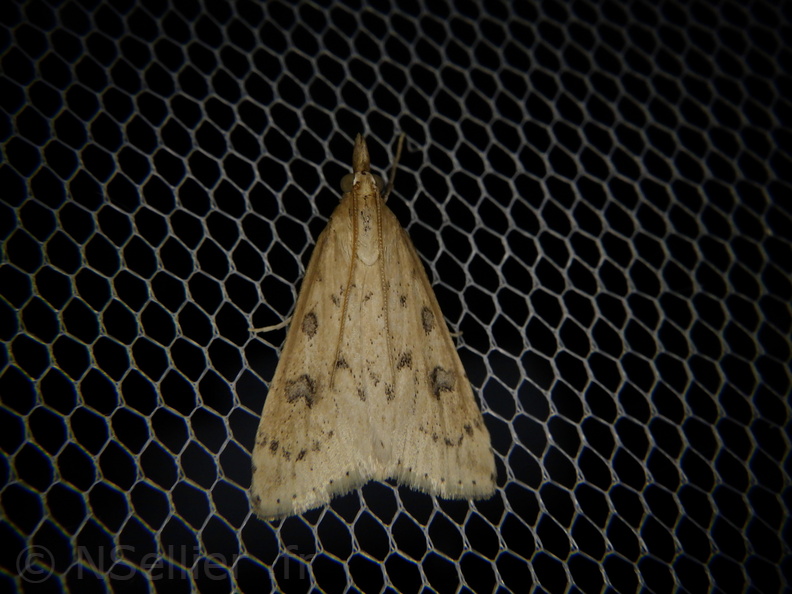 Chasse Aux Papillons - Palaja - 21-08-2020 - Udea numeralis (90).JPG