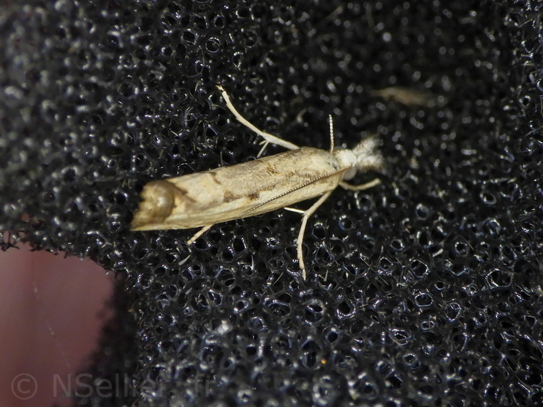 Chasse Aux Papillons - Palaja - 22-08-2020 - Agriphila inquinatella (25).JPG