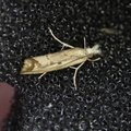 Agriphila inquinatella