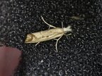 Agriphila inquinatella