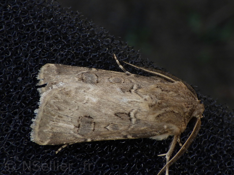 Chasse Aux Papillons - Palaja - 22-08-2020 - Agrotis bigramma (30).JPG