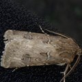 Agrotis bigramma