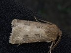 Agrotis bigramma