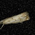 Catoptria falsella
