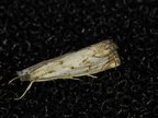 Catoptria falsella