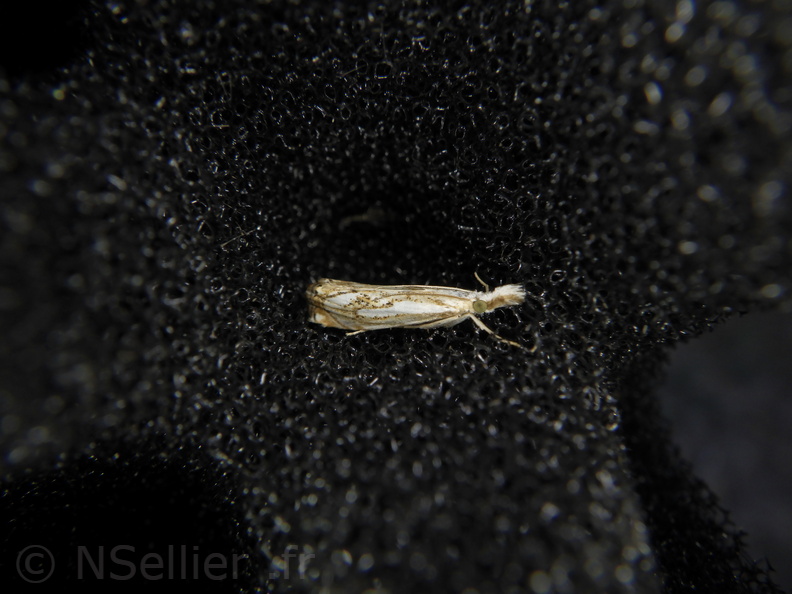 Chasse Aux Papillons - Palaja - 22-08-2020 - Catoptria falsella (42).JPG