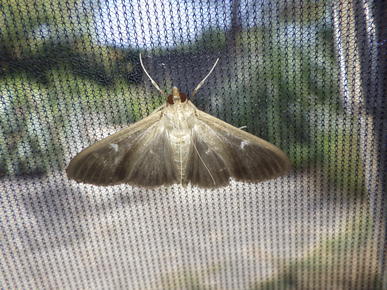 Chasse Aux Papillons - Palaja - 22-08-2020 - Cydalima perspectalis (46).JPG