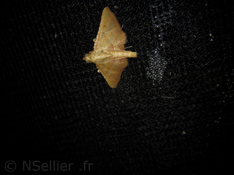 Chasse Aux Papillons - Palaja - 22-08-2020 - Endotricha flammealis (4).JPG