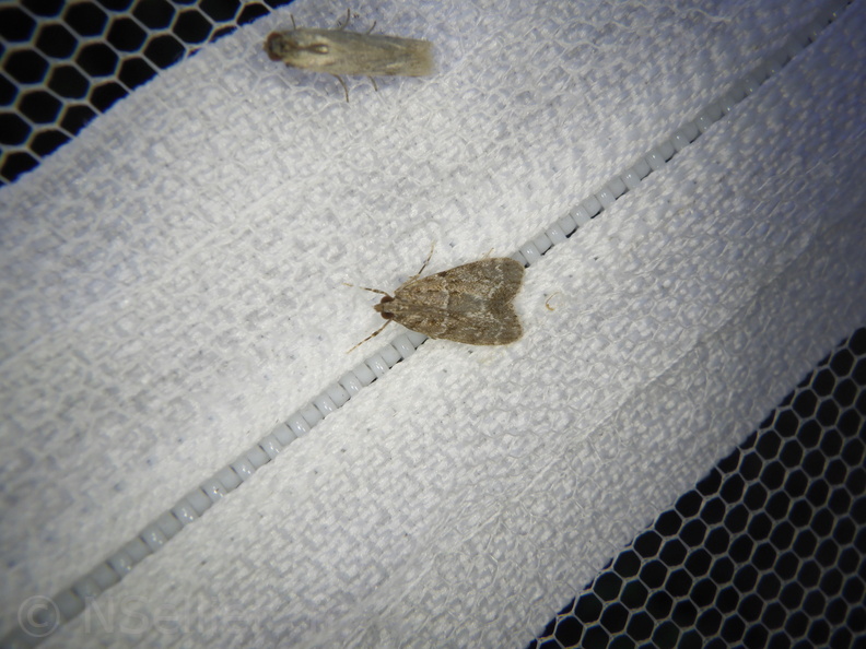 Chasse Aux Papillons - Palaja - 22-08-2020 - Eudonia mercurella (58).JPG