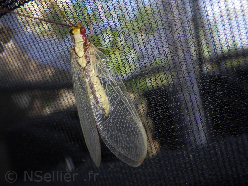 Chasse Aux Papillons - Palaja - 22-08-2020 - Italochrysa italica (9).JPG