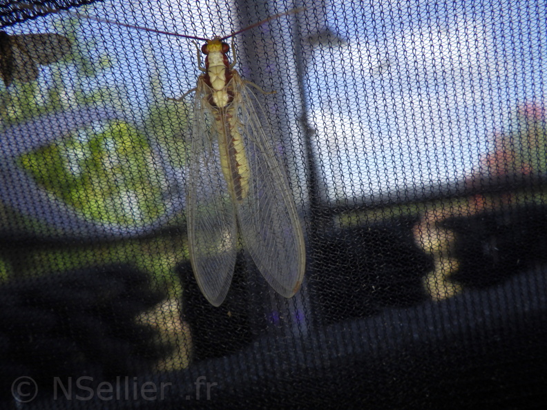 Chasse Aux Papillons - Palaja - 22-08-2020 - Italochrysa italica (10).JPG