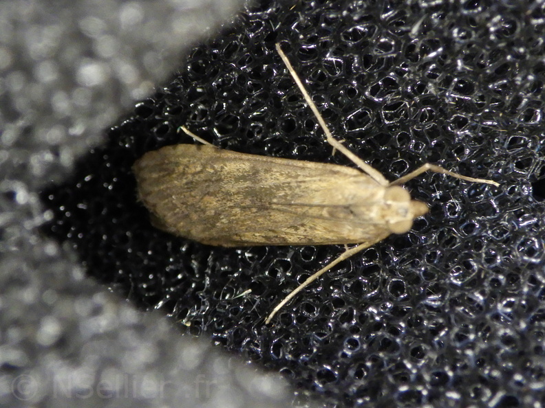 Chasse Aux Papillons - Palaja - 22-08-2020 - Nomophila noctuella (26).JPG