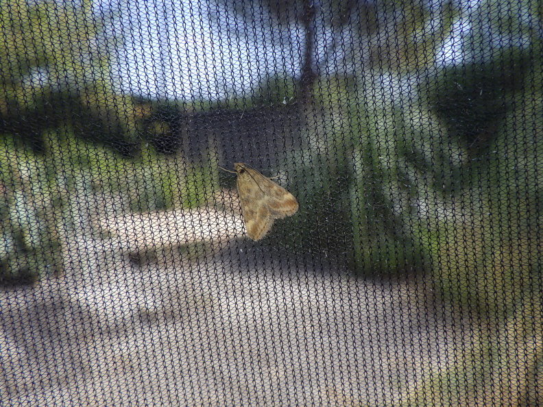 Chasse Aux Papillons - Palaja - 22-08-2020 - Pyrausta despicata (45).JPG