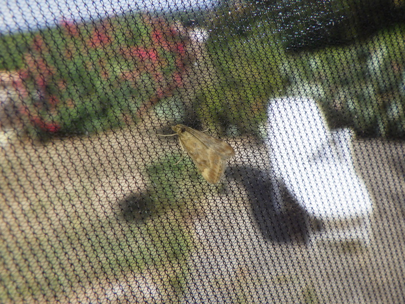 Chasse Aux Papillons - Palaja - 22-08-2020 - Pyrausta despicata (50).JPG