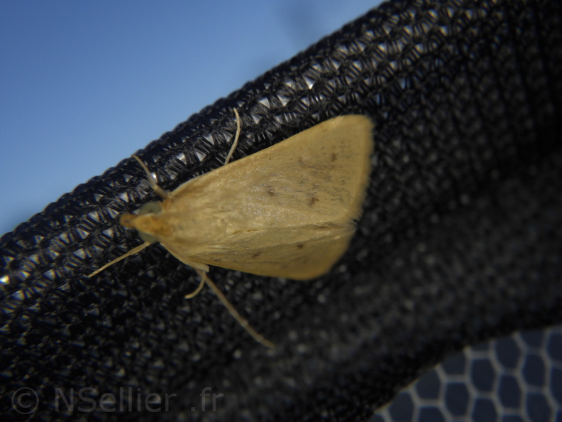 Chasse Aux Papillons - Palaja - 23-08-2020 - Achyra nudalis (3).JPG