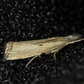 Agriphila geniculea