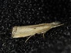 Agriphila geniculea