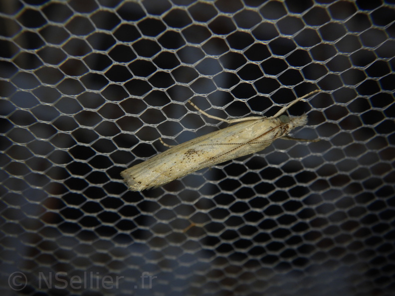 Chasse Aux Papillons - Palaja - 23-08-2020 - Agriphila inquinatella (62).JPG