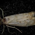 Catoptria falsella