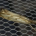 Catoptria falsella