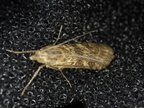Nomophila noctuella