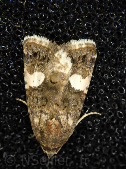 Chasse Aux Papillons - Palaja - 23-08-2020 - Tyta luctuosa (37).JPG