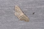 Idaea seriata