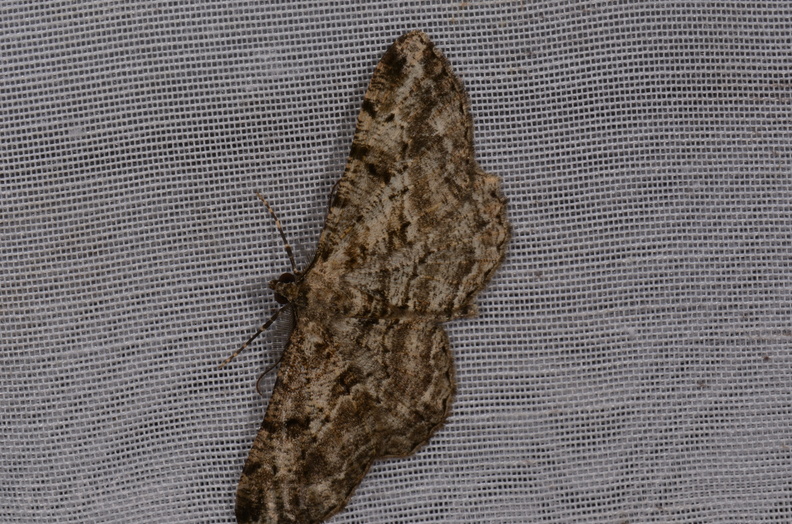 Chasse Aux Papillons - Chizé - 16-09-2019 - Peribatodes rhomboidaria (47).jpg