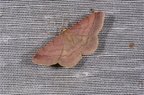 Scopula rubiginata