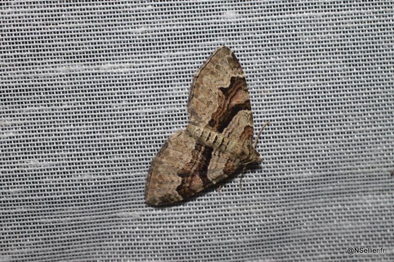 Chasse Aux Papillons - Marais Galucher - 15-08-2010 - Xanthorhoe designata (6).jpg