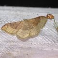 Idaea degeneraria