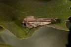 Agrotis sp.