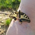 Papilio machaon