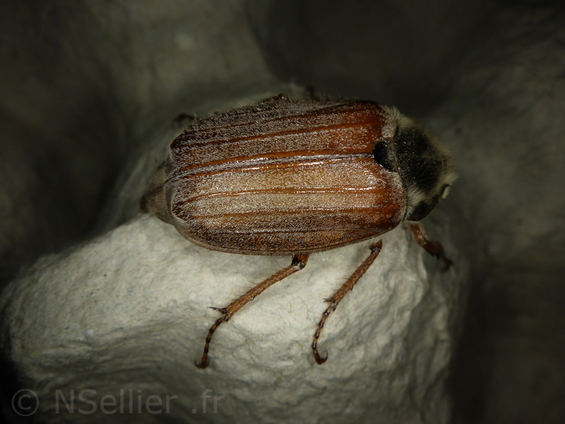 Chasse Aux Papillons - Chizé - 08-05-2021 - Piège01 - Melolontha melolontha (6).JPG