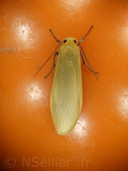 Eilema sororcula