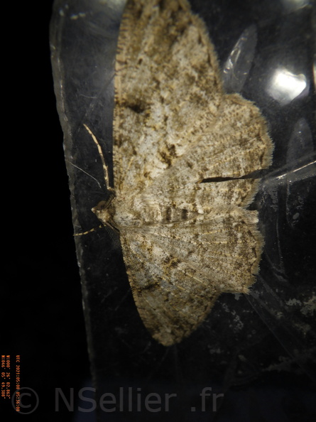 Chasse Aux Papillons - Chizé - 08-05-2021 - Piège03 - Peribatodes rhomboidaria (9).JPG