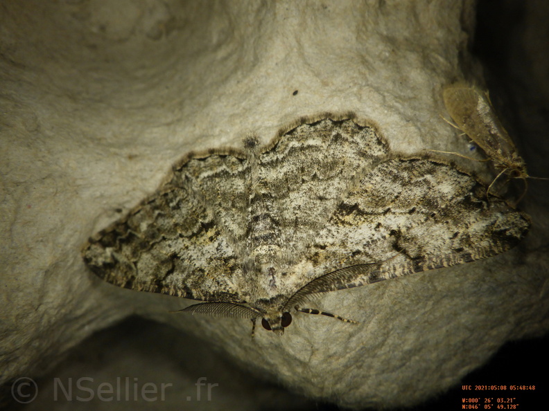 Chasse Aux Papillons - Chizé - 08-05-2021 - Piège03 - Peribatodes rhomboidaria (29).JPG