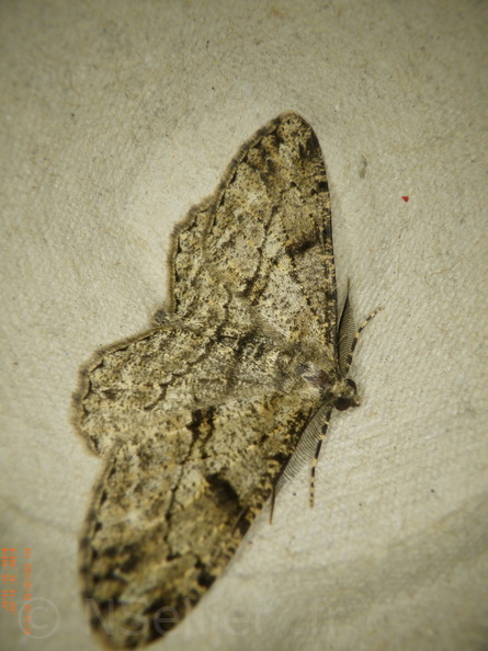 Peribatodes rhomboidaria