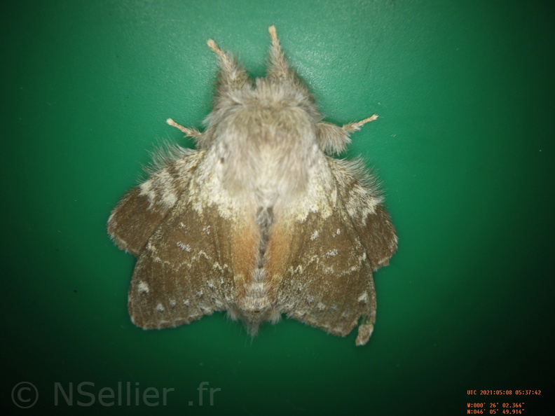 Chasse Aux Papillons - Chizé - 08-05-2021 - Piège03 - Stauropus fagi (21).JPG