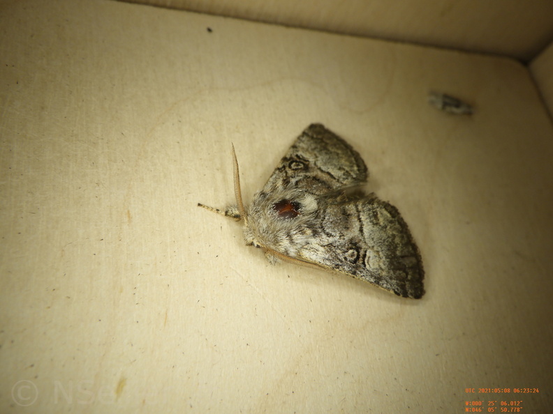 Chasse Aux Papillons - Chizé - 08-05-2021 - Piège04 - Colocasia coryli (73).JPG