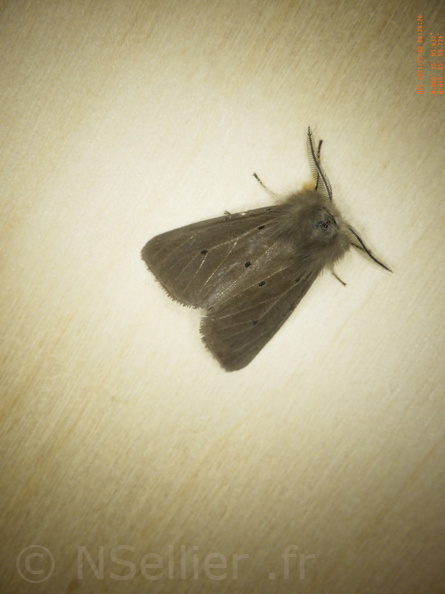 Chasse Aux Papillons - Chizé - 08-05-2021 - Piège04 - Diaphora mendica (84).JPG