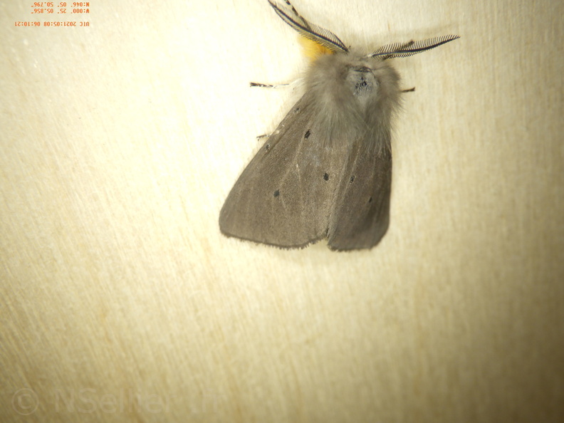 Chasse Aux Papillons - Chizé - 08-05-2021 - Piège04 - Diaphora mendica (86).JPG