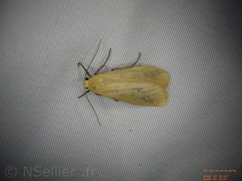 Chasse Aux Papillons - Chizé - 08-05-2021 - Piège04 - Eilema sororcula (62).JPG