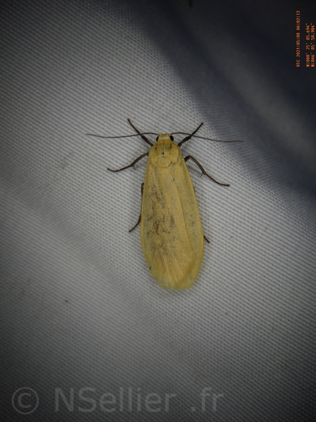 Chasse Aux Papillons - Chizé - 08-05-2021 - Piège04 - Eilema sororcula (63).JPG