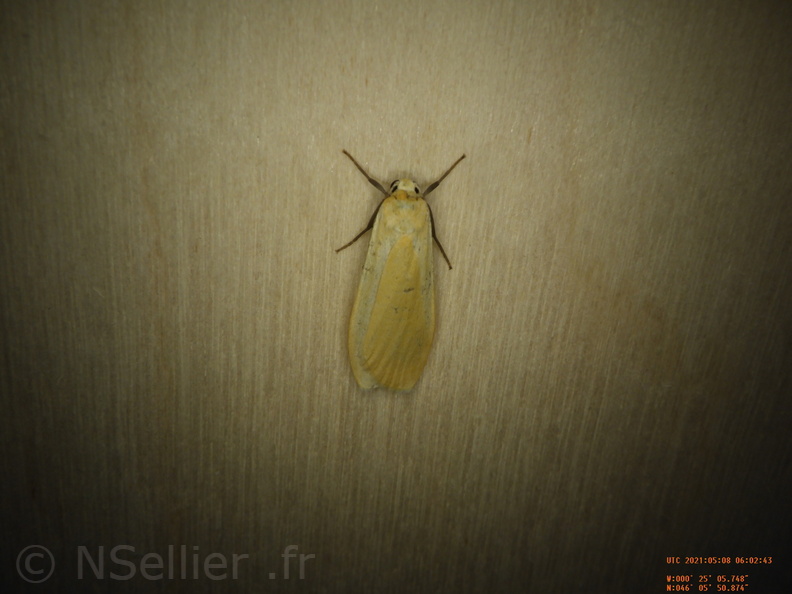 Chasse Aux Papillons - Chizé - 08-05-2021 - Piège04 - Eilema sororcula (64).JPG