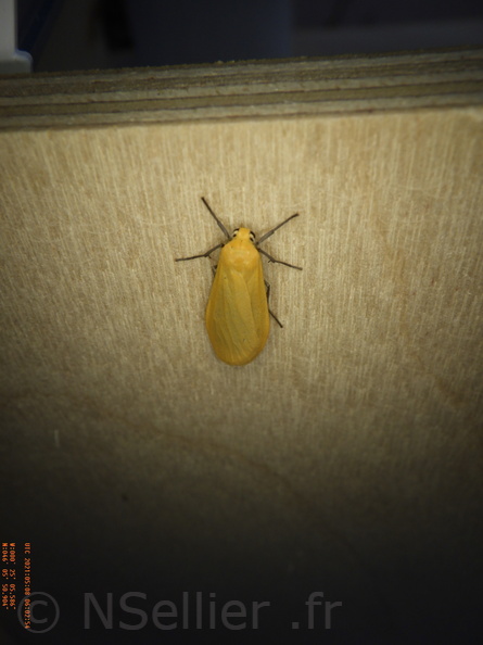 Chasse Aux Papillons - Chizé - 08-05-2021 - Piège04 - Eilema sororcula (65).JPG