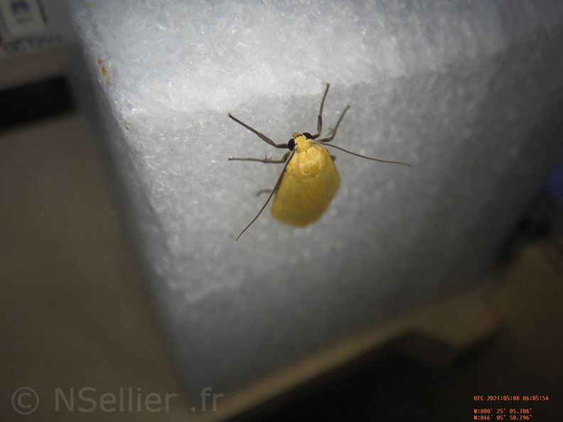 Chasse Aux Papillons - Chizé - 08-05-2021 - Piège04 - Eilema sororcula (68).JPG